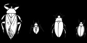 Stylized Beetle Illustrations Black Background PNG image with transparent background