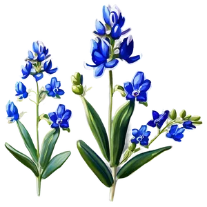 Stylized Bluebonnet Portrait Png Ibu63 PNG Image