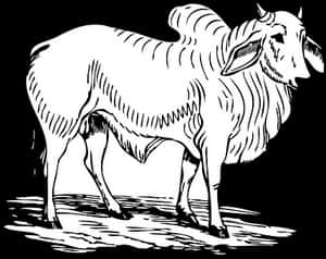 Stylized Bull Illustration PNG image with transparent background