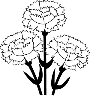 Carnation Clip Art - White Carnation Clip Art, HD Png Download PNG image with transparent background