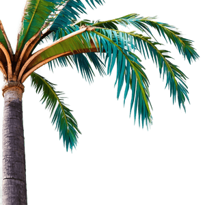 Stylized Coconut Tree PNG 7 PNG