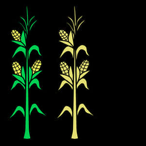 Stylized Corn Stalks Illustration PNG image with transparent background