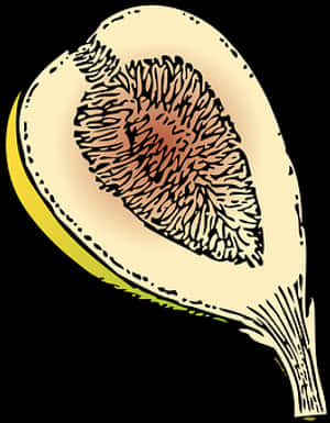 Stylized Fig Fruit Illustration PNG