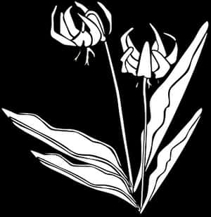 Stylized Floral Graphic Blackand White PNG image with transparent background