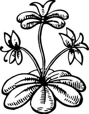 Leafy Png, Transparent Png PNG image with transparent background