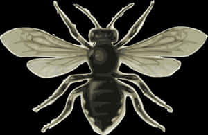 Stylized_ Flying_ Insect_ Illustration PNG image with transparent background