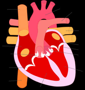 Flujo De La Sangre En El Corazon Sin Nombres, HD Png Download PNG