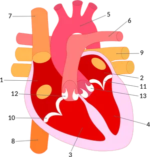 Stylized Human Heart Illustration PNG Image