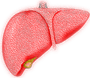 Stylized Human Liver Illustration PNG image with transparent background