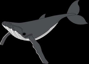 Stylized Humpback Whale Illustration PNG with transparent background
