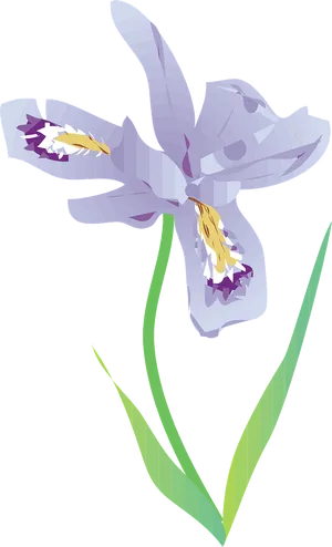 Stylized Iris Flower Illustration PNG Image