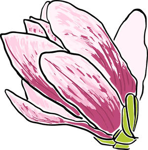 Magnolia, Flower, Trees, Spring Flowering, Nature - Tulip, HD Png Download PNG image with transparent background