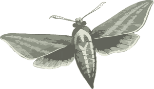 Elephant Hawk Moth - Elephant Hawk Moth Black And White, HD Png Download PNG