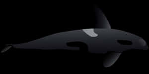 Stylized Orca Vector Illustration PNG image with transparent background