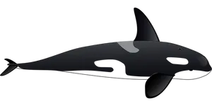 Stylized Orca Vector Illustration PNG Image