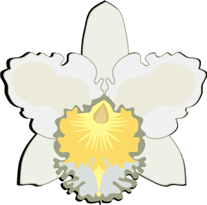Christmas Orchid, HD Png Download PNG image with transparent background