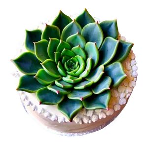 Succulent Cake Decorations Png 17 PNG Image