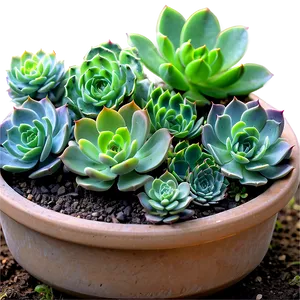 Succulent Care Tips Png 06212024 PNG Image