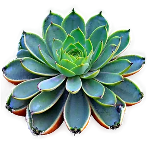 Succulent Plant Collection Png 88 PNG Image