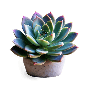 Succulent Plant PNG 05242024 PNG image with transparent background
