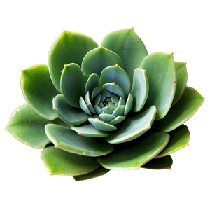Succulent Plant PNG cyt PNG image with transparent background