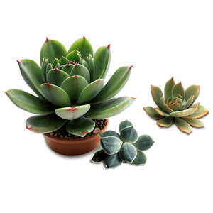 Succulent Plant PNG wws33 PNG image with transparent background