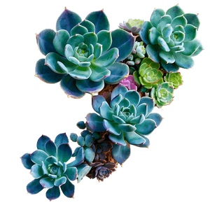 Succulent Plant PNG xqd87 PNG image with transparent background