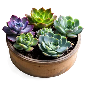 Succulent Subscription Box Png 06212024 PNG Image