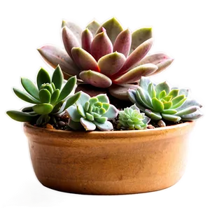 Succulent Table Centerpieces Png 85 PNG Image