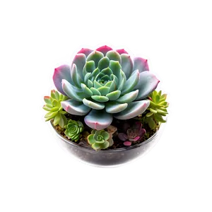 Succulent Table Centerpieces Png Eqr PNG Image