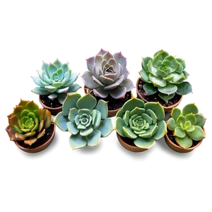 Succulent Wall Decor Png Ueo PNG Image