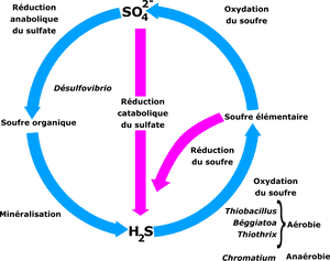 Cycle Du Soufre Clip Arts - Simple Sulfur Cycle Diagram, HD Png Download PNG with transparent background