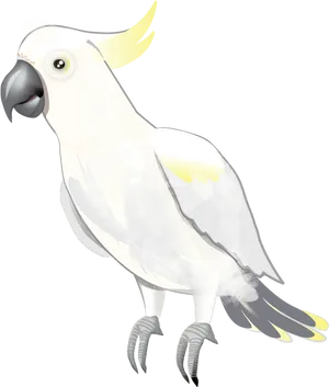 Sulphur Crested Cockatoo Illustration PNG Image