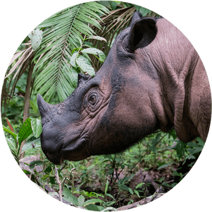 Sumatran Rhino - Sumatran Rhinoceros, HD Png Download PNG image with transparent background