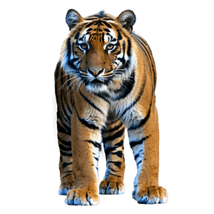 Sumatran Tiger PNG 94 PNG image with transparent background