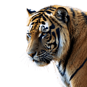 Sumatran Tiger PNG 97 PNG image with transparent background