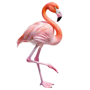 Summer Flamingo Paradise Png Xia PNG Image