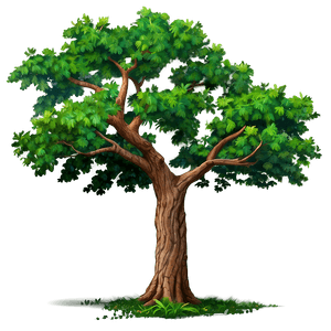 Summer Oak Canopy PNG 06262024 PNG with transparent background