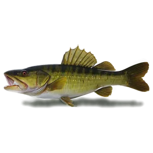 Summer Walleye Fishing Png Euk PNG Image