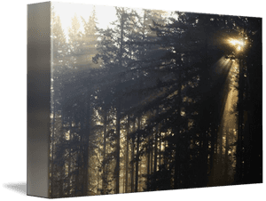 Sunbeams Through Forest Canvas PNG image with transparent background