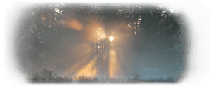 Sunbeams Through Winter Forest PNG image with transparent background