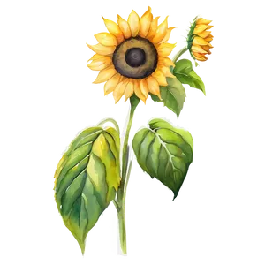 Sunflower Beauty Watercolor Art Png Qqt PNG Image