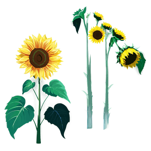 Sunflower Clipart No Background PNG 05262024 PNG