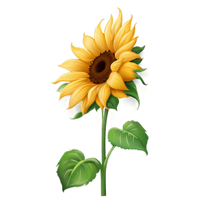 Sunflower Clipart No Background PNG 15 PNG