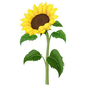 Sunflower Clipart PNG not1 PNG
