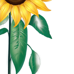 Sunflower Design Transparent PNG pqs PNG