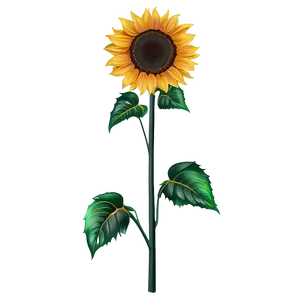 Sunflower Drawing Transparent Png Evi PNG Image