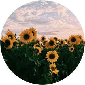 Transparent Field Of Flowers Png - Aesthetic Pics Of Sunflowers, Png Download PNG