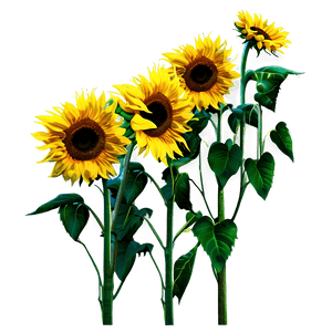Sunflower Field PNG 14 PNG image with transparent background