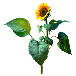 Sunflower Field PNG hsn25 PNG image with transparent background